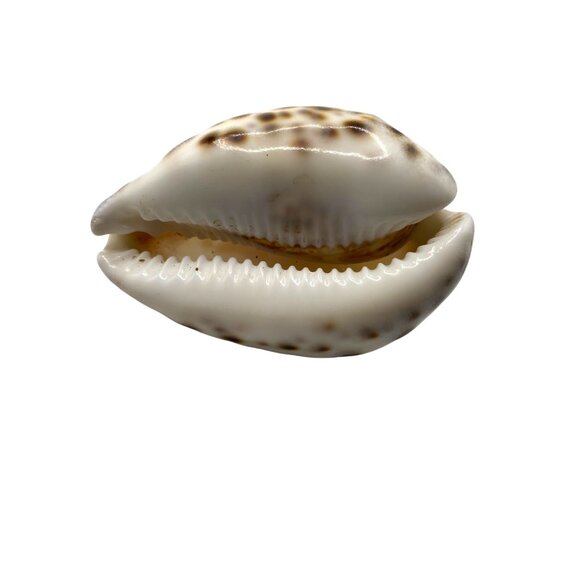 Hand-Carved Cowrie Shell With Fish Design Ocean Water Sea Life Decor Nautical - Picture 5 of 11